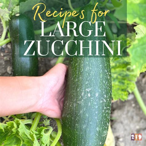 are large zucchini good to eat